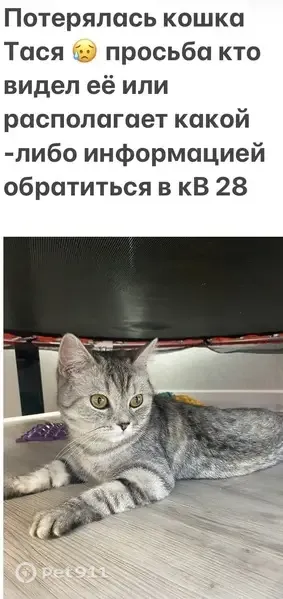 Пропала кошка, Рудницкого, д. 12, Киров — полосатая серая кошечка - photo
