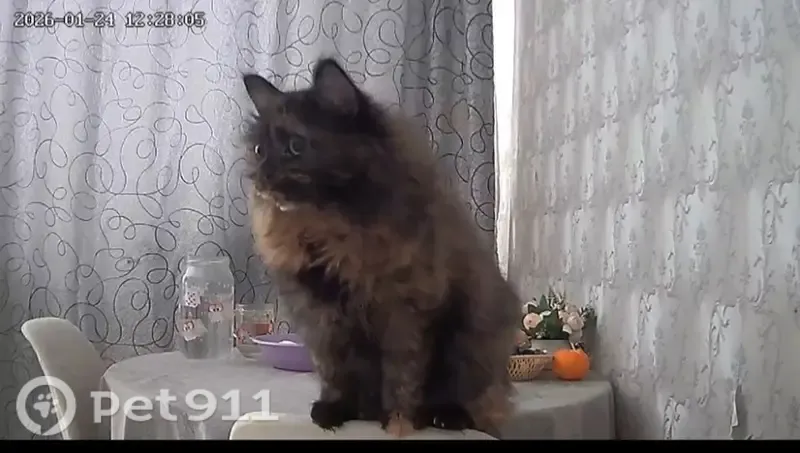 Пропала кошка, Белово, Ленина, д. 42, Белово — темно-серый с рыжим окрас, пушистая - photo