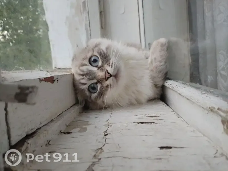 Пропала кошка, Калуга, Пухова, д. 55 — вислоухая шотландка, отзывается на кличку Марта - photo