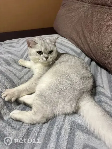 Пропала кошка, Деревня Жуковка, Оса — британская шиншилла, 1 год - photo