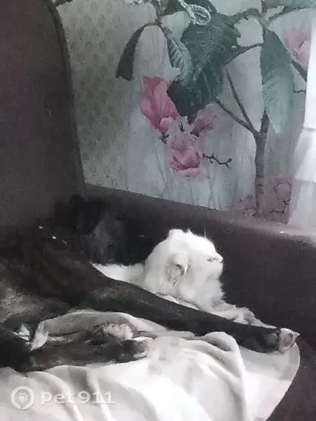 Пропала кошка, Смоленск, Маршала Соколовского, д. 4 а — белая, вислоухая, рана на шее - photo