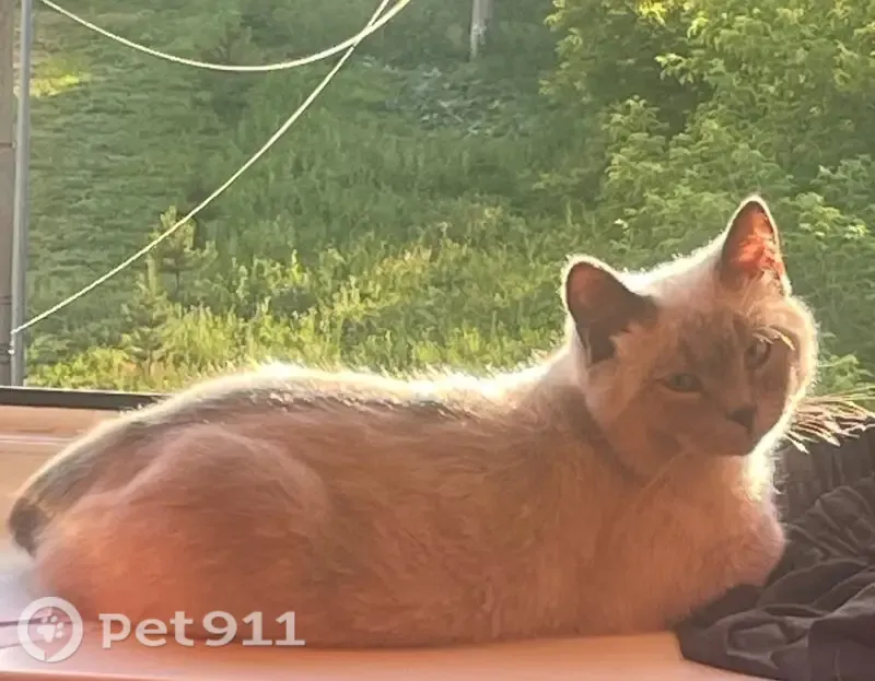Пропала кошка, Космическая, д. 18А, Кемерово — бело-пепельная, тёмные лапы и хвост - photo