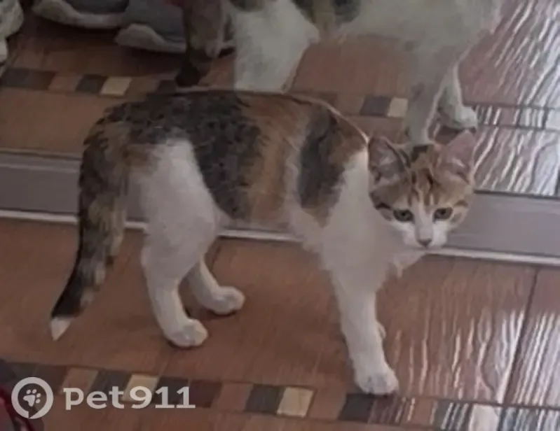 Пропала кошка, Белгород, 3-й Рассветный, д. 30, Белгород — котёнок, девочка 4 месяца - photo
