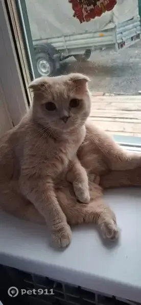 Пропала кошка, Труда, д. 12, Ханты-Мансийск — котенок, рыжего цвета - photo