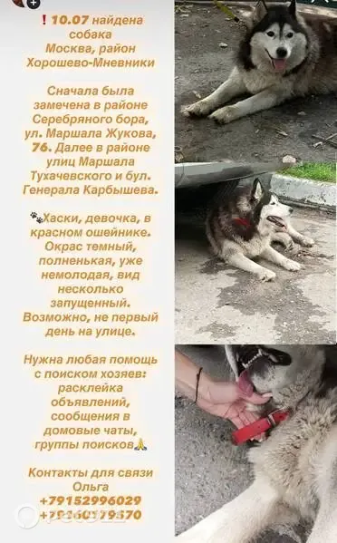 Найдена собака, девочка, район Хорошево-Мневники, Генерала Карбышева, д. 2, Москва — хаски в красном ошейнике - photo