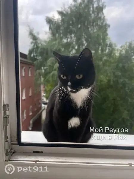 Пропала кошка, Реутов, Победы, д. 11 — выпрыгнула из окна - photo