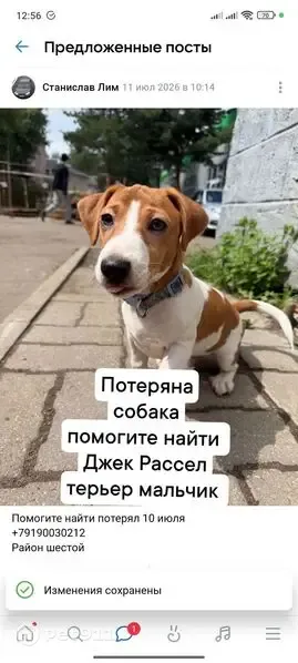 Пропала собака, Переславль-Залесский, Строителей, д. 31, Переславль-Залесский — бело-коричневая, с ошейником с пончиками - photo
