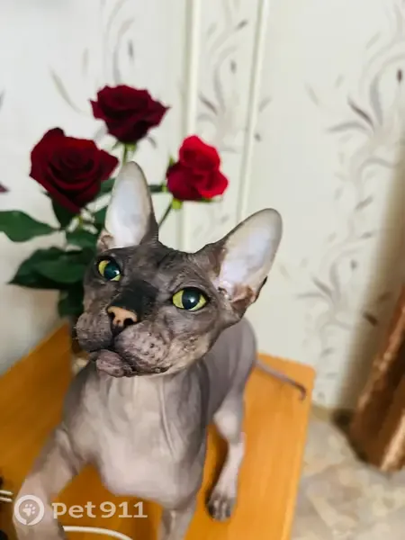 Пропала кошка, Оленегорск, Строительная, д. 49А — лысый серый, не агрессивный - photo