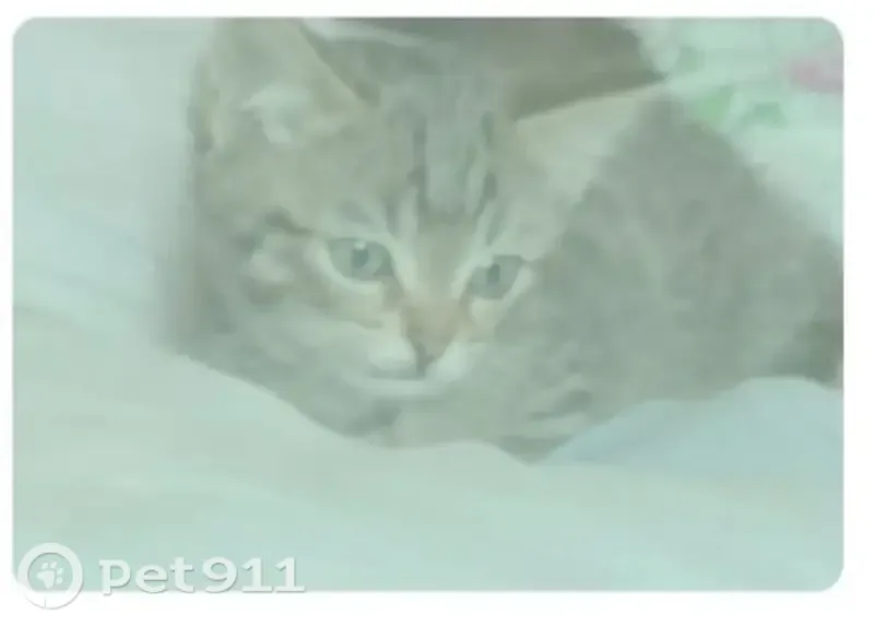 Пропала кошка, Ижевск, Тимирязева, д. 21а, Ижевск — уши снаружи тёмные, внутри светлые - photo