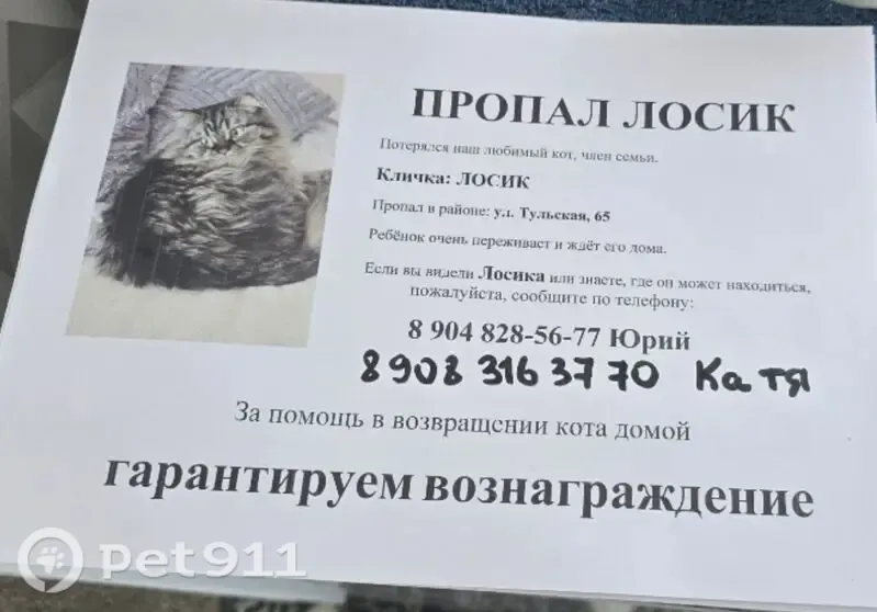 Пропала кошка, Округ Центральный (г Омск), Тульская, д. 63, Омск — пушистая, без кончика левого ушка - photo