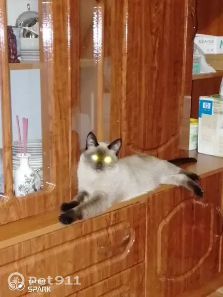 Пропала кошка, Рабочий поселок Межевой, Карла Маркса, д. 3а, Межевой — молодой сиамский кот, никогда не был на улице - photo