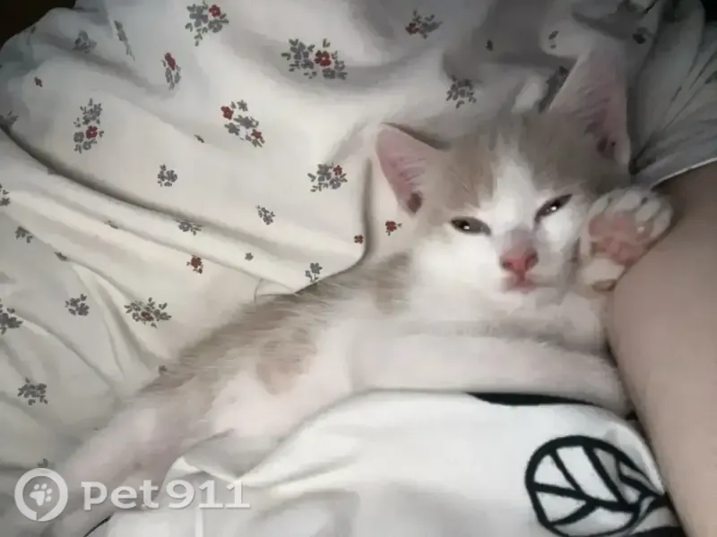 Пропала кошка, Бийск, Нижне-Цесовская, д. 1г, Бийск — рыжий домашний котёнок - photo