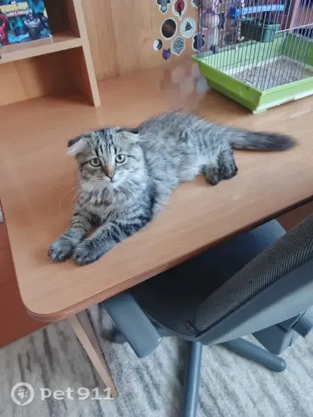 Пропала кошка, Лиски, Фрунзе, Лиски — на шее чёрный ошейник, котёнок 4 месяца - photo