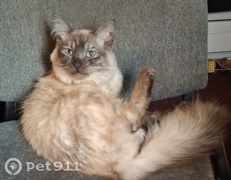 Пропала кошка, Район Привокзальный (г Тула), Болотова, д. 36, Тула — белый с рыжим оттенком, любит драться и кусаться - photo