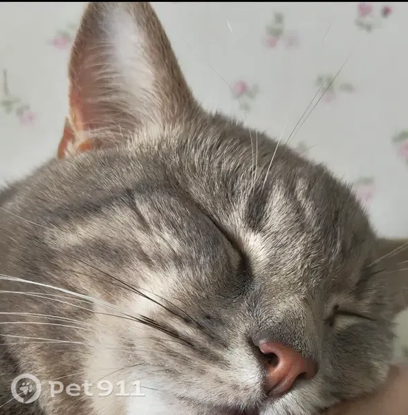 Пропала кошка, Дятьково, Ново-Советская - photo