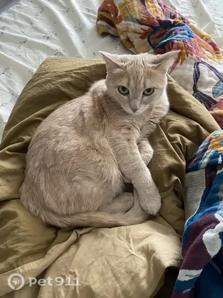 Пропала кошка, Достоевского, д. 53/4, Казань — песочного цвета, 11 лет - photo