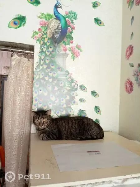 Пропала кошка, Чебоксары, Ленинского Комсомола, д. 25 1 — пугливая, полноватая, с желто-рыжим животиком - photo