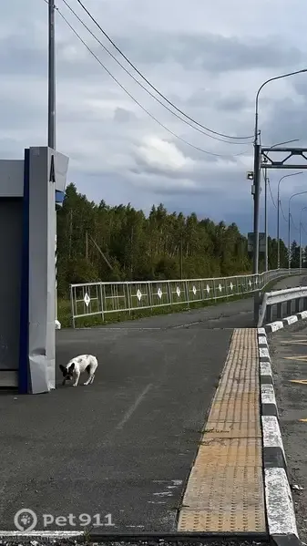 Найдена собака, трасса Екатеринбург-Челябинск, Екатеринбург — девочка без ошейника, травмирован глаз - photo