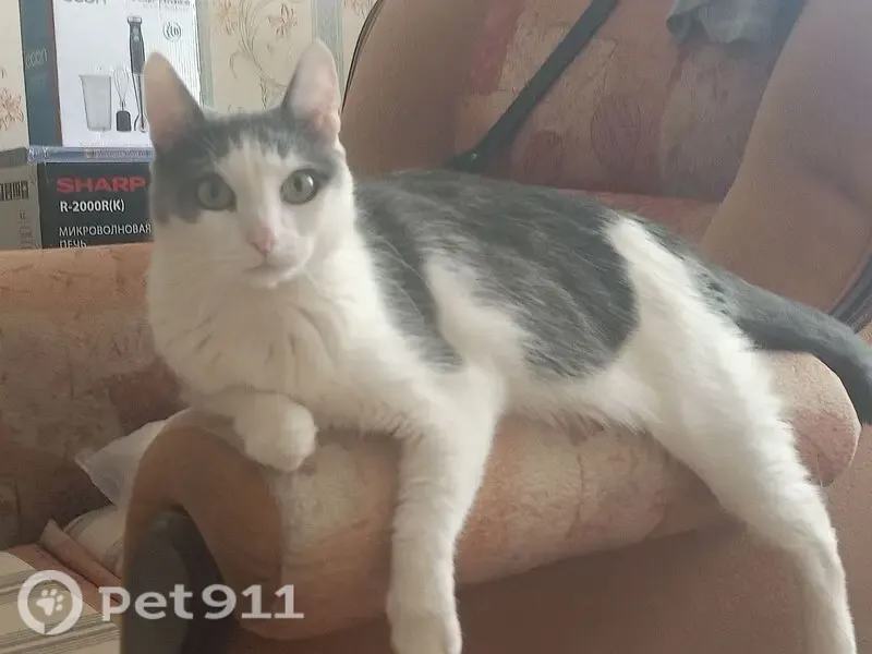 Пропала кошка, Набережные Челны, Автозаводский, д. 63 — серо-белая, короткошёрстная, боится автомобилей - photo