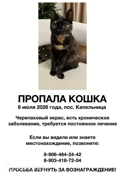 Пропала кошка, Жилой район Капельница (поселок Иноземцево), Железноводск — черепаховый окрас - photo
