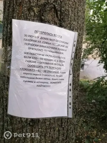 Пропала кошка, Район Советский (г Тула), С.Перовской, д. 37, Тула - photo