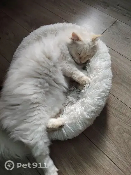 Пропала кошка, Энгельса, д. 9, Ишим — белый, ласковый - photo