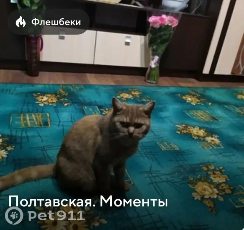 Пропала кошка, Станица Полтавская, Строительная, д. 22, Полтавская — кастрированный кот Веня, отзывается на кличку Веня - photo