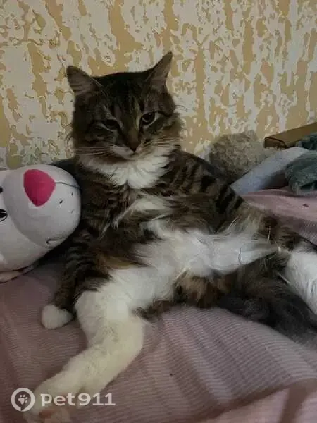 Пропала кошка, Санкт-Петербург — очень домашний кот - photo