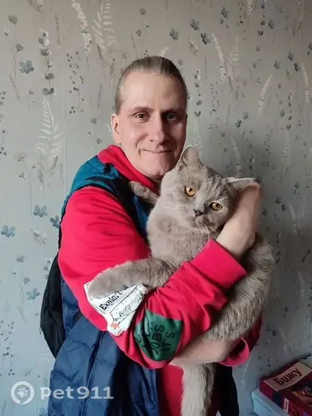 Пропала кошка, Деревня Коленец — британец, коричневые глаза - photo