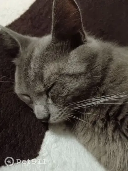 Пропала кошка, Тверь, Тамары Ильиной, д. 9 — серый котик, 1 год, похож на русского голубого кота - photo