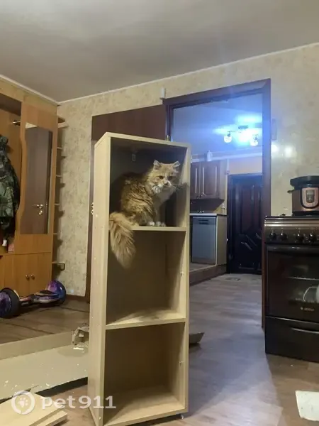 Пропала кошка, Черемхово, Калинина, д. 47А — крупная, лохматая - photo