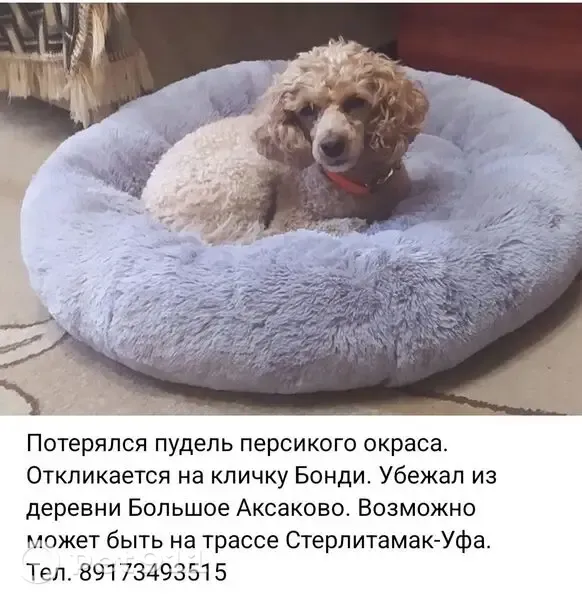 Пропала собака, Село Большое Аксаково, Речная, д. 1 — пудель персикового цвета, кличка Бонди - photo