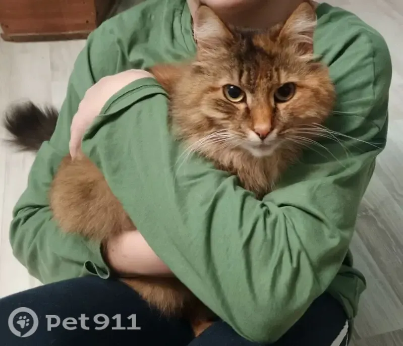 Пропала кошка, Полевая, д. 117, Абдулино — очень пушистая, коричнево-рыжий окрас - photo