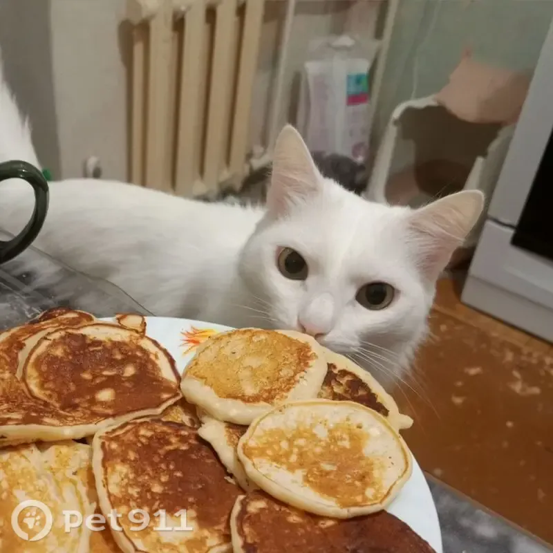 Пропала кошка, Миасс, Романенко, д. 1 — полностью белая, пугливая - photo