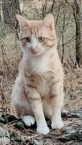 Пропала кошка, Бубнова, д. 34, Аткарск — домашний кот 7 лет, Санни - photo