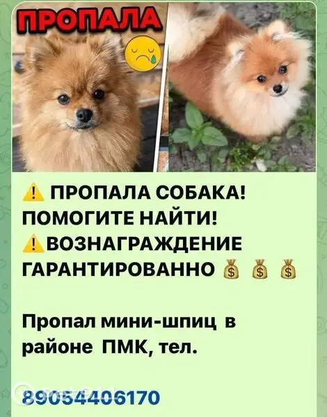 Пропала собака, Станица Курская, Курская — рыжая, мини шпиц, 8 мес - photo