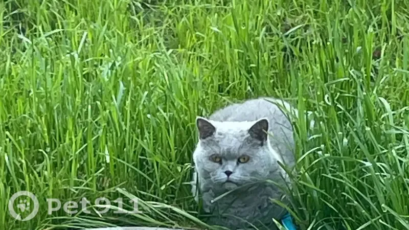 Пропала кошка, Туймазы, Комсомольская, д. 1а — серый окрас, пушистая - photo