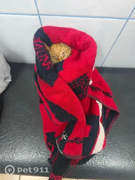 Кошка ищет дом, Нагатинская, Москва — котёнок девочка, персиковый окрас, зелёные глаза - photo