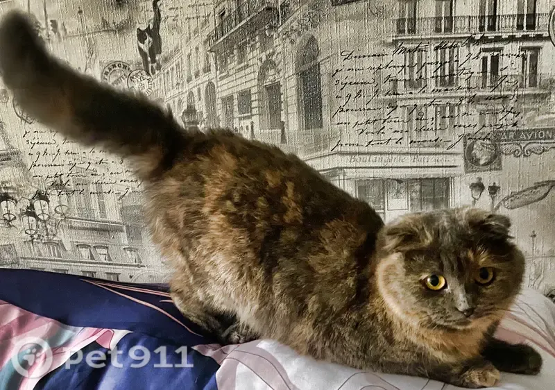 Пропала кошка, Брянск, Плеханова, д. 62 — стерилизованная, большие жёлтые глаза - photo