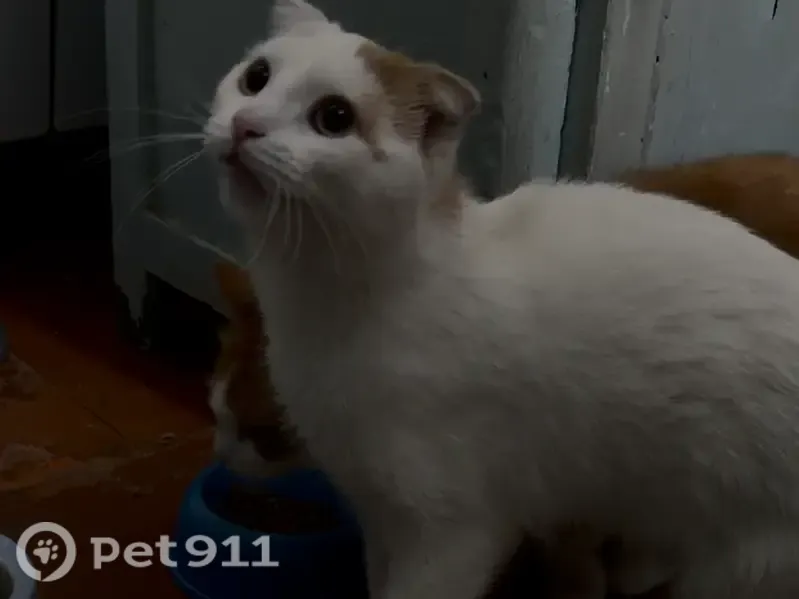 Пропала кошка, Некрасова, Лабинск — одно ухо белое, второе жёлтое - photo