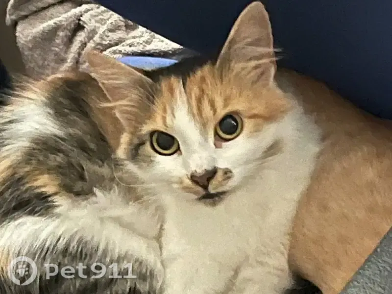 Пропала кошка, Великий Новгород — спокойная, пугливая - photo