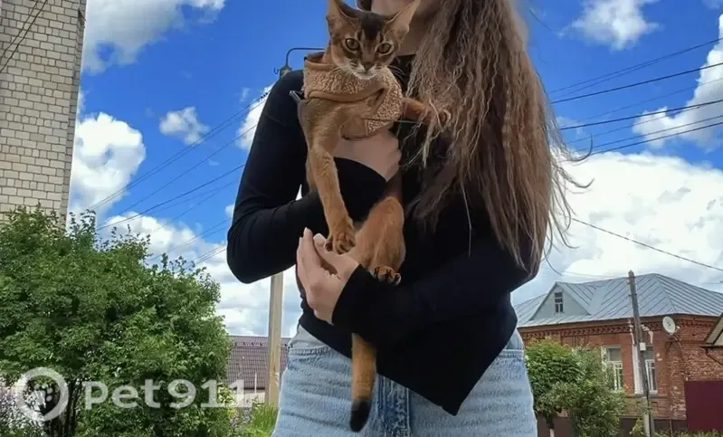 Пропала кошка, Степана Разина, Елец — жёлтоглазая, с длинными лапками - photo
