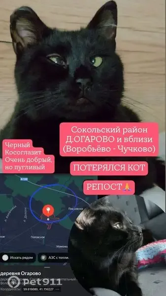 Пропала кошка, Деревня Притыкино, Сокол — косоглазит, напугана - photo