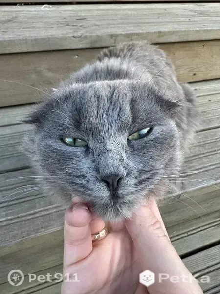 Кошка ищет дом, Чехов — ласковая, полностью серая, очень пушистая - photo