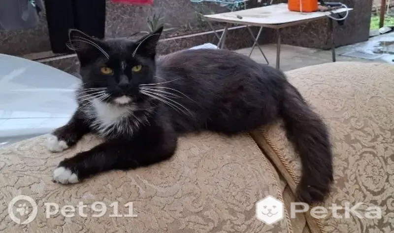 Пропала кошка, Нальчик, Мазлоева — чёрно-белая, разговорчивая, хриплое мяуканье - photo