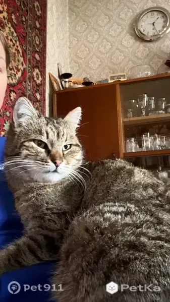 Пропала кошка, Таганрог, Ломоносова, д. 125 — нет верхнего левого клыка - photo