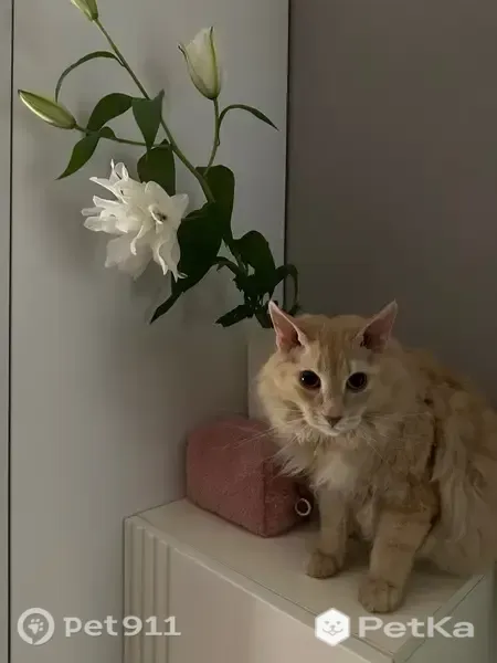 Пропала кошка, Победы, д. 36, Зубцов — ласковая, не боится людей - photo
