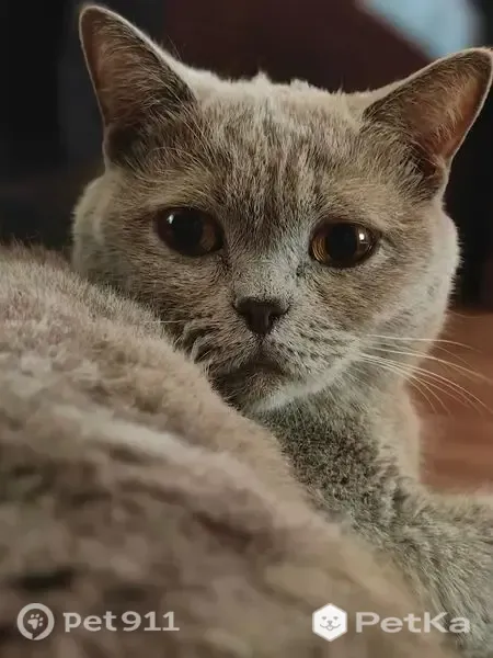 Найдена кошка, Саранск — серого цвета, ласковая - photo