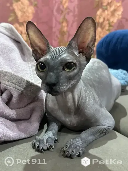 Пропала кошка, Миллерово, Колхозная — канадский сфинкс, серого цвета - photo