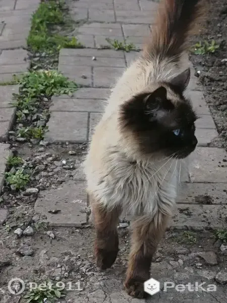 Пропала кошка, СНТ Дружба, д. 4, Богородицк — на ушке родинка - photo